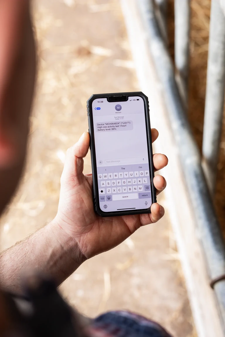 Farmář ve stodole čte na telefonu textové upozornění Moocall na vysokou aktivitu krav.