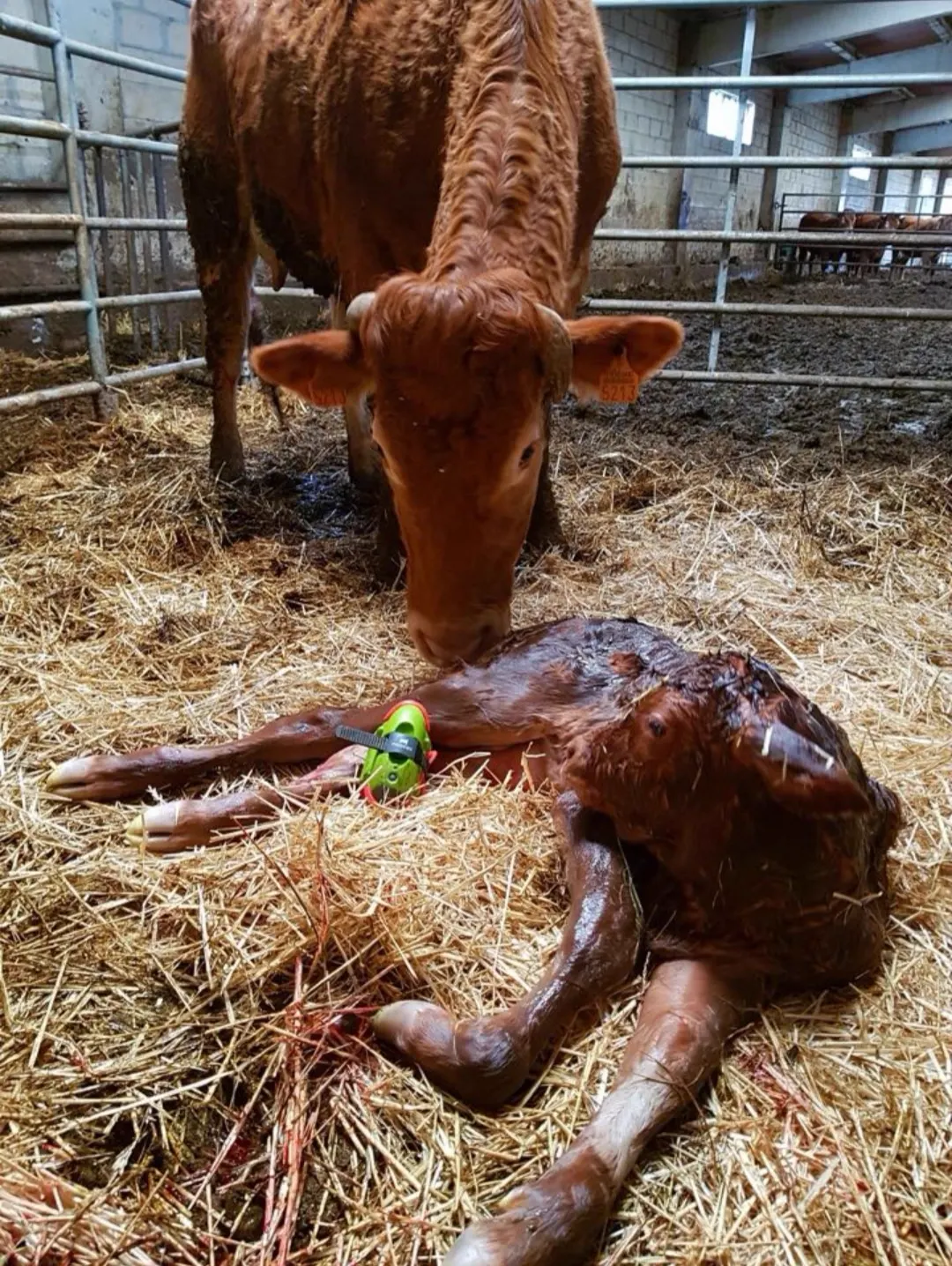 A cow licking her newborn calf clean in a straw pen, the green Moocall sensor lying beside them