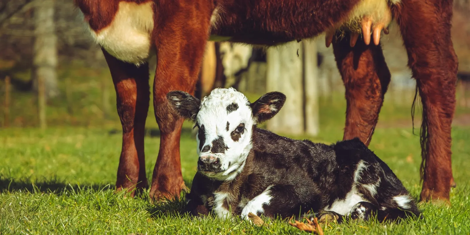 A cow standing over her newborn black and white calf, resting together in grass