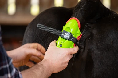 Hands fitting the Moocall sensor onto a cow's tail