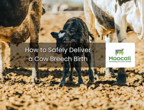 How to Safely Deliver a Cow Breech Birth