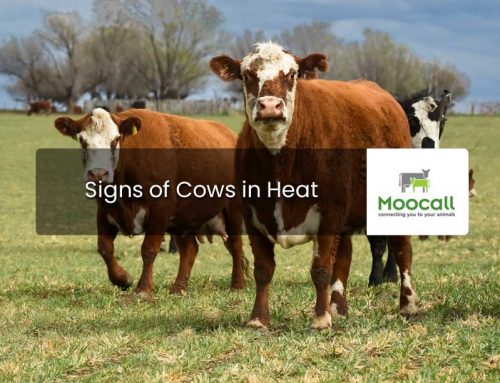 Signs of Cows in Heat