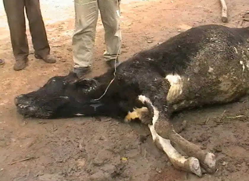 Cow Suffering from Grass Tetany