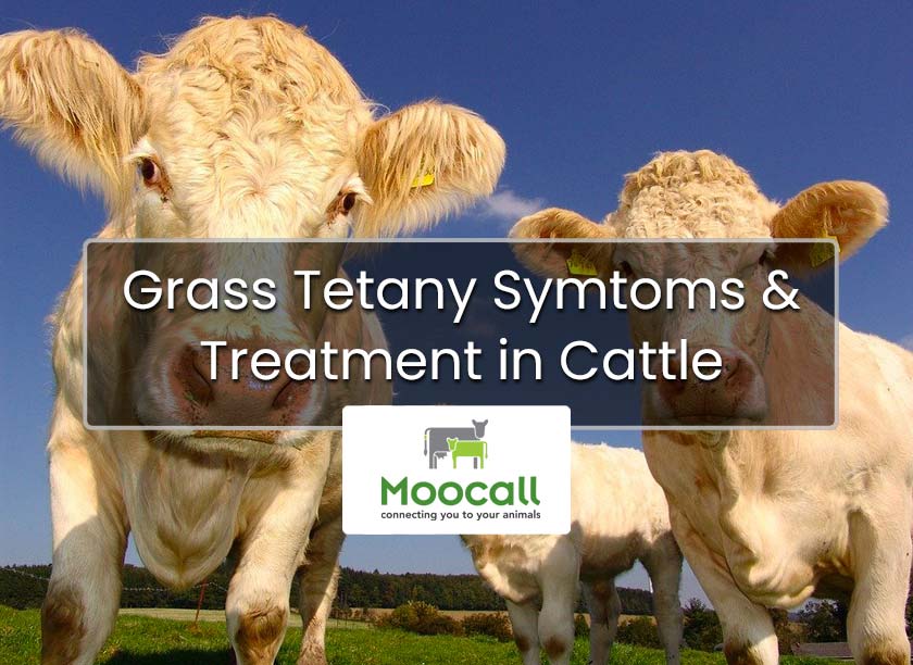 Grass Tetany Symptoms & Treatment in Cattle Grass Tetany Symptoms & Treatment in Cattle