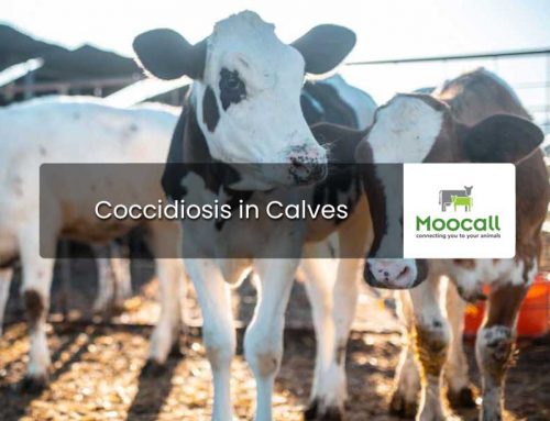 Coccidiosis in Calves