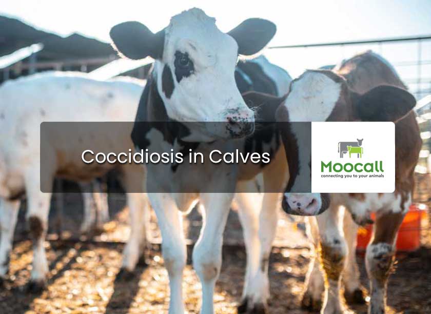 Pneumonia in Cattle - Causes, Prevention & Treatment
