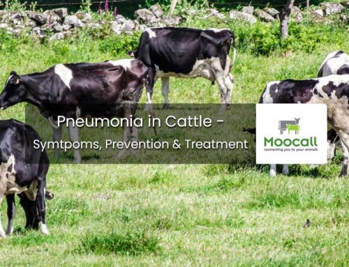 Pneumonia in Cattle – Symptoms, Prevention & Treatment