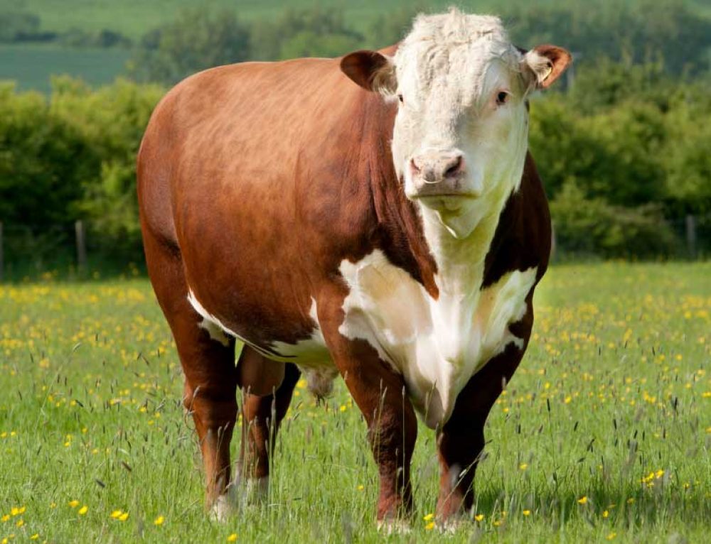Lameness and Arthritis in Bulls Moocall