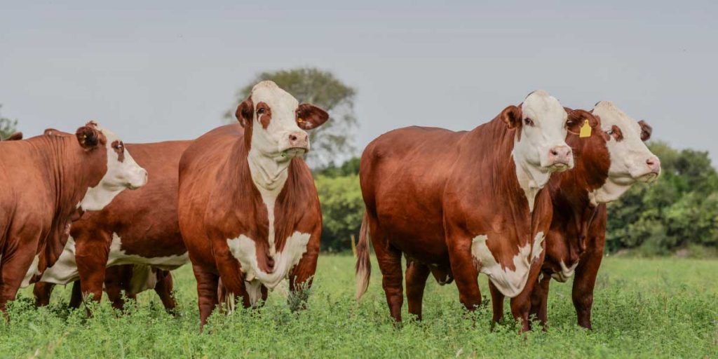 Getting Prepared for Breeding Season