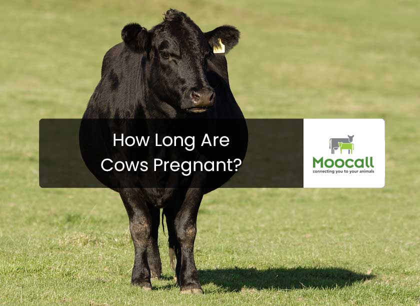 How Long are Cows Pregnant?