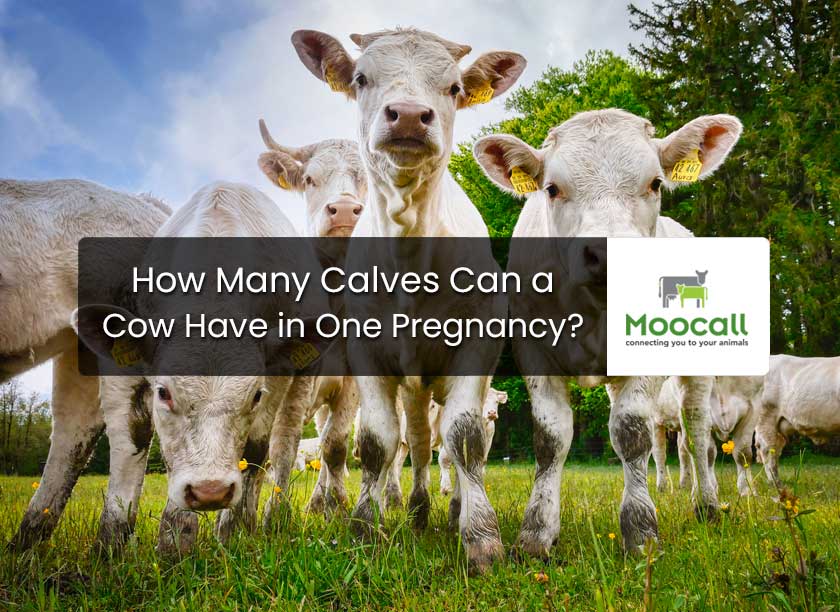How Many Calves Can a Cow Have in One Pregnancy?