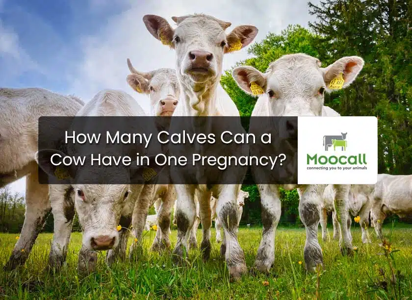 How Many Calves Can a Cow Have in One Pregnancy? How Many Calves Can a Cow Have in One Pregnancy?