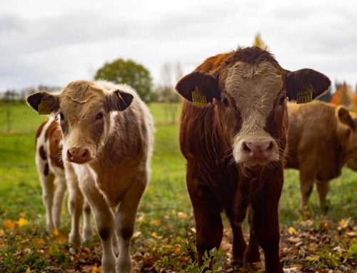 Global Cattle: Ireland’s Role