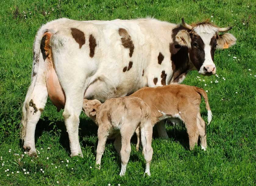 Cow Feeding Twin Calves