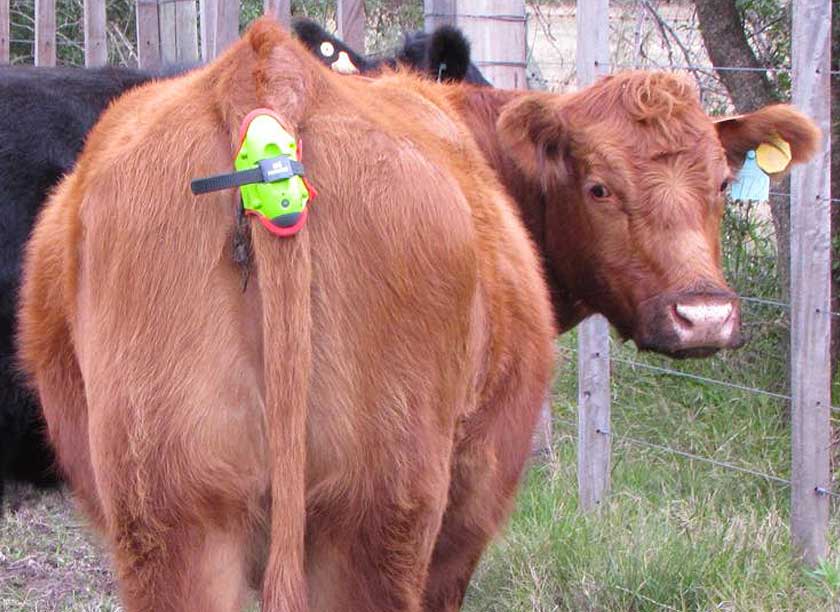 Pregnant Cow Wearing Calving Sensor