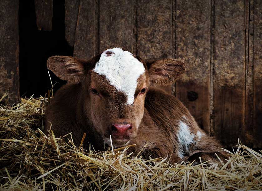 Young Calf Laying on Hay