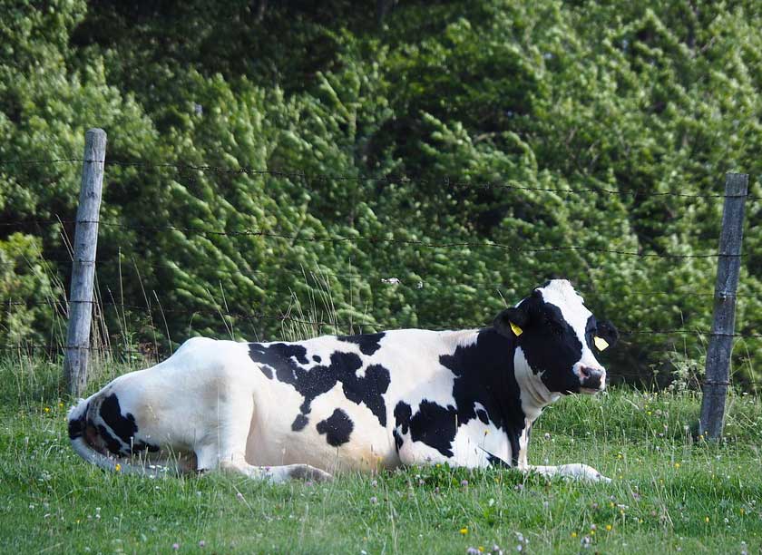 Cow Laying on Grass