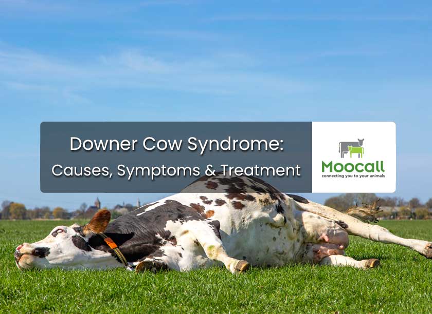 Downer Cow Syndrome - Causes, Symptoms & Treatment