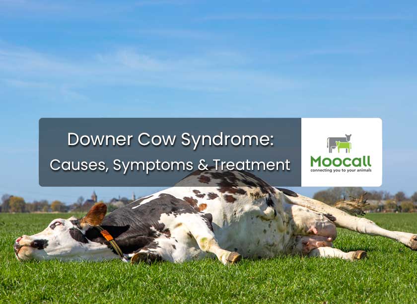 Downer Cow Syndrome - Causes, Symptoms & Treatment Downer Cow Syndrome - Causes, Symptoms & Treatment