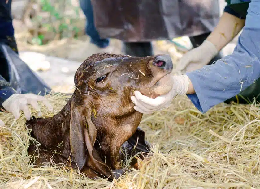 Vet Inspecting Young Cow
