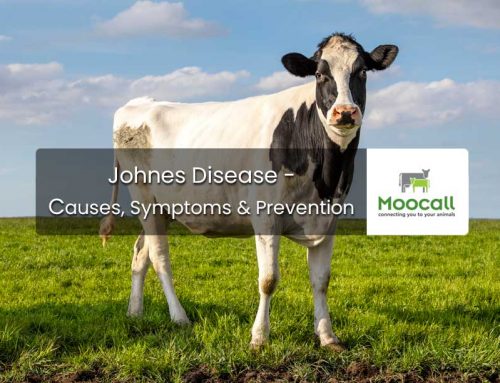 Johnes Disease – Causes, Symptoms & Prevention