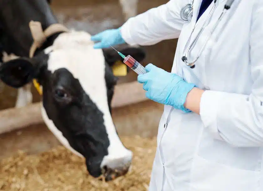 Cow Receiving Vaccination