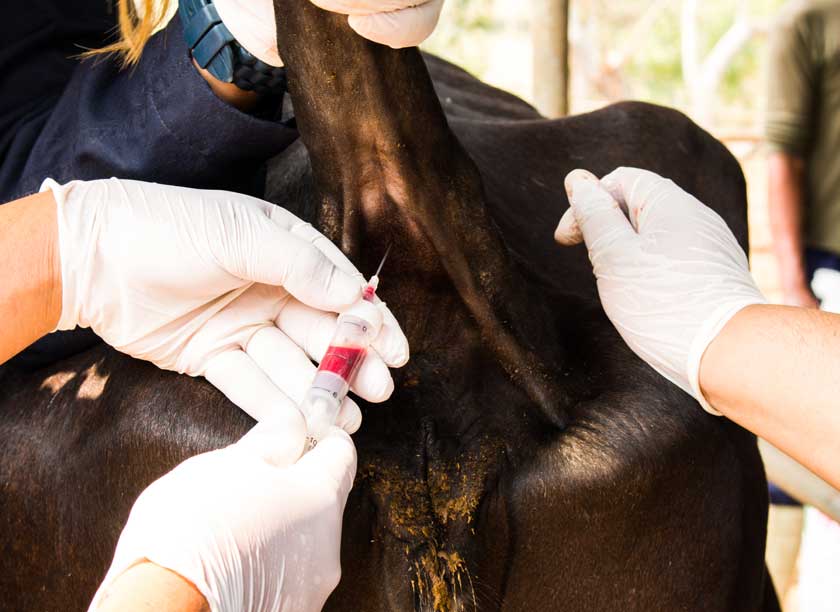 Taking Blood Sample from Cow