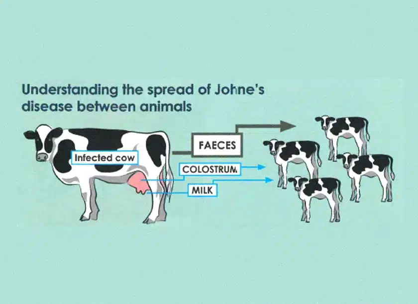 How Johnes Disease Spreads