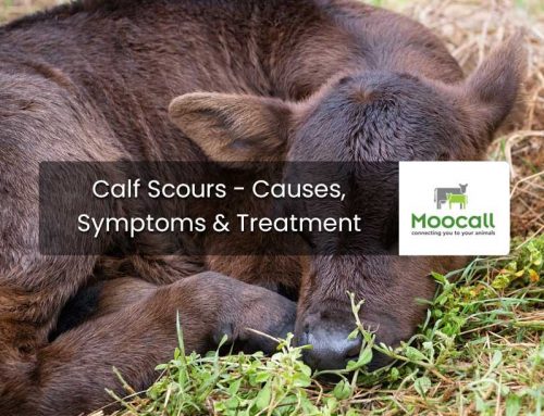 Calf Scours – Causes, Symptoms & Treatment