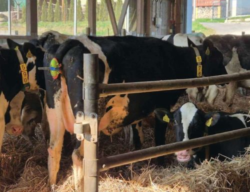 How the Moocall Calving Sensor Works – and Why Farmers Love it!