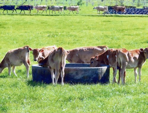 How Moocall Calving Sensors Prevent Calf Losses: Real Stories
