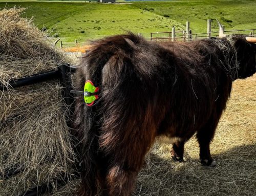 Moocall Calving Sensor: How a Device Predicts Calving