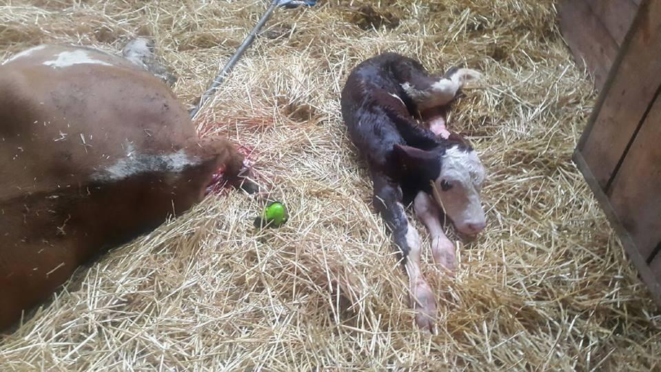 Recently Born Calf