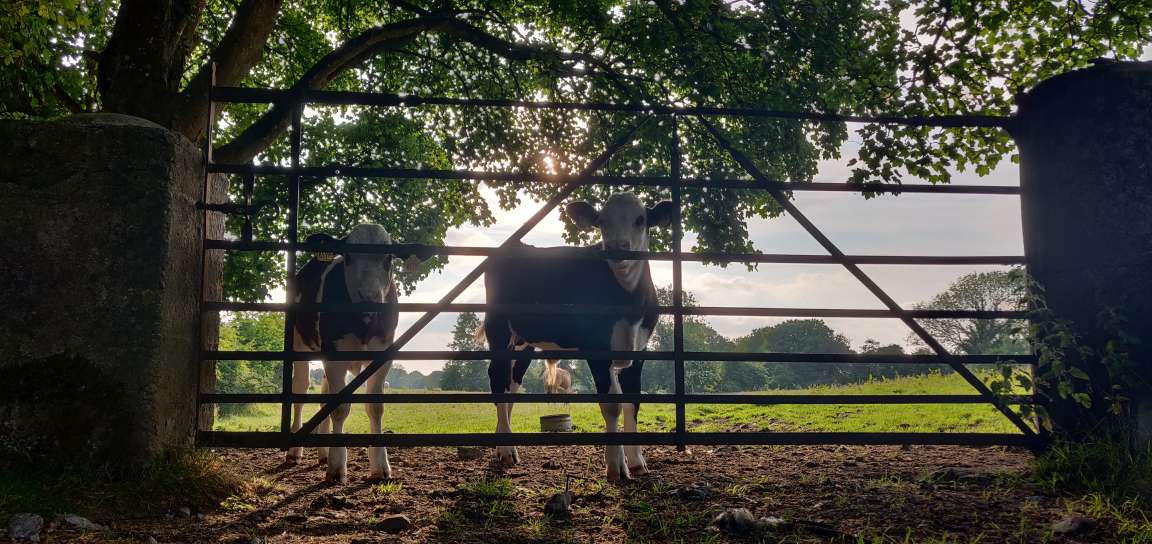 2 Cows by a Gate