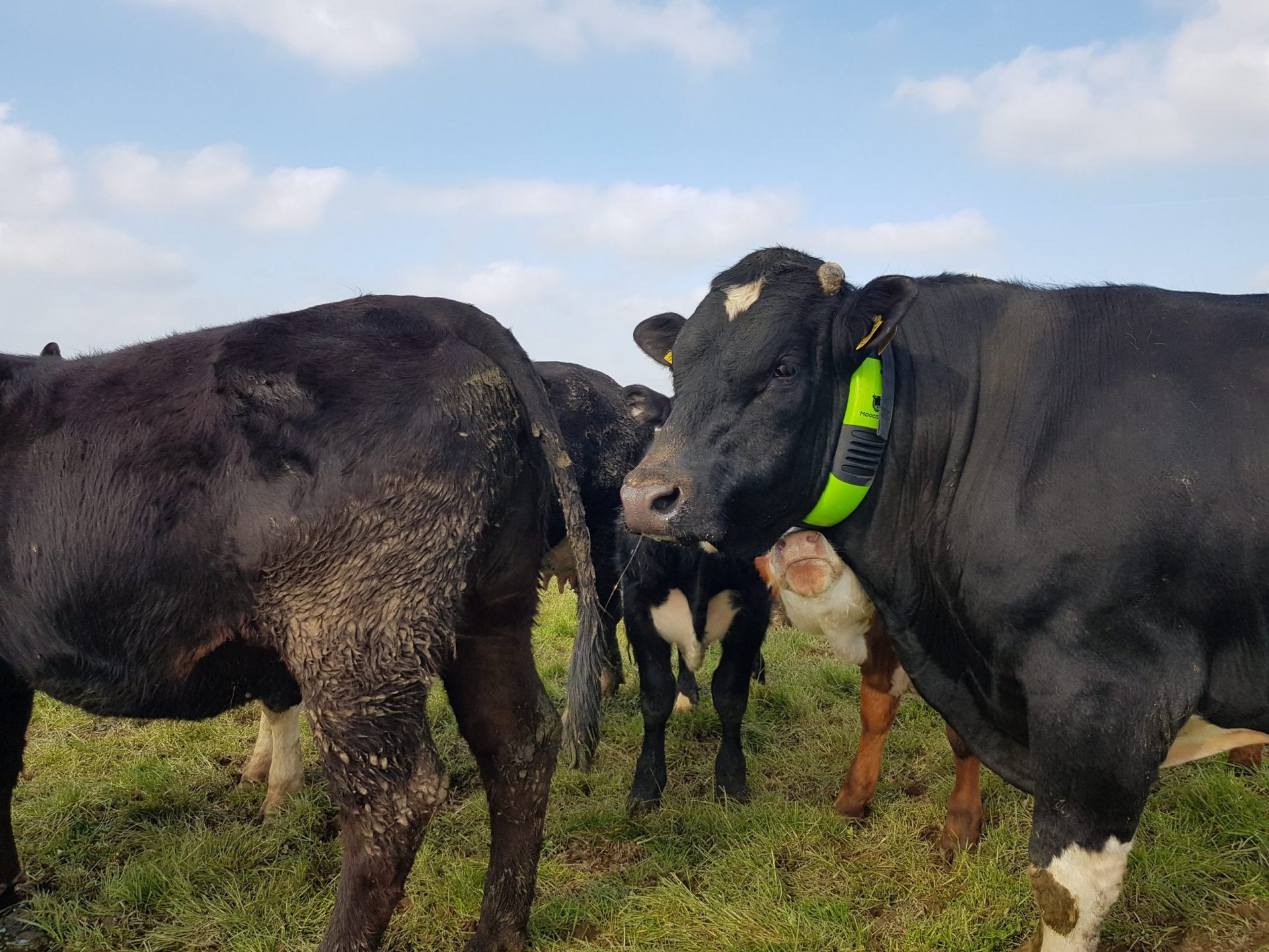 Black Cow Wearing Moocall Heat Collar