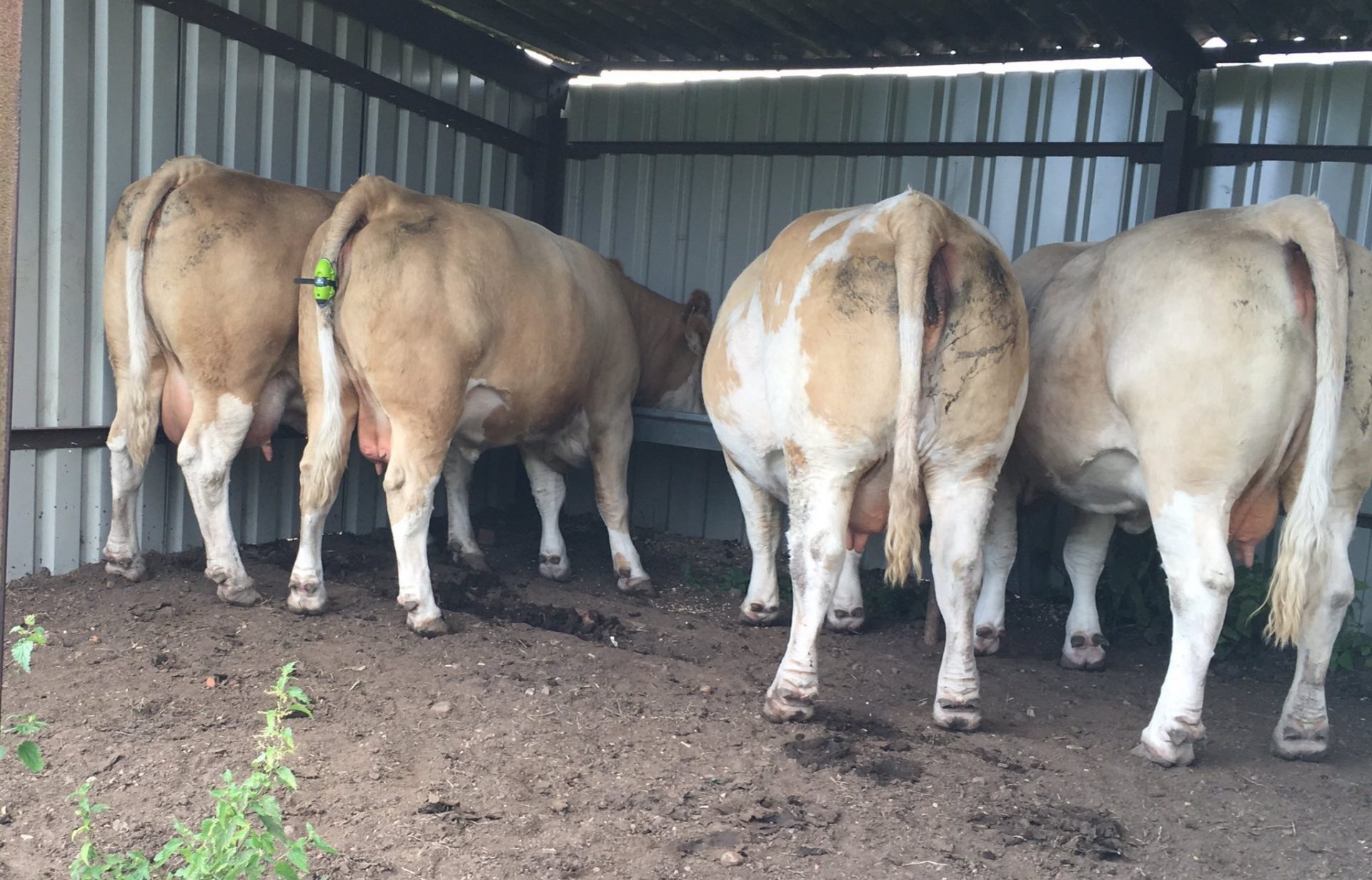 4 Cows Eating from Trough