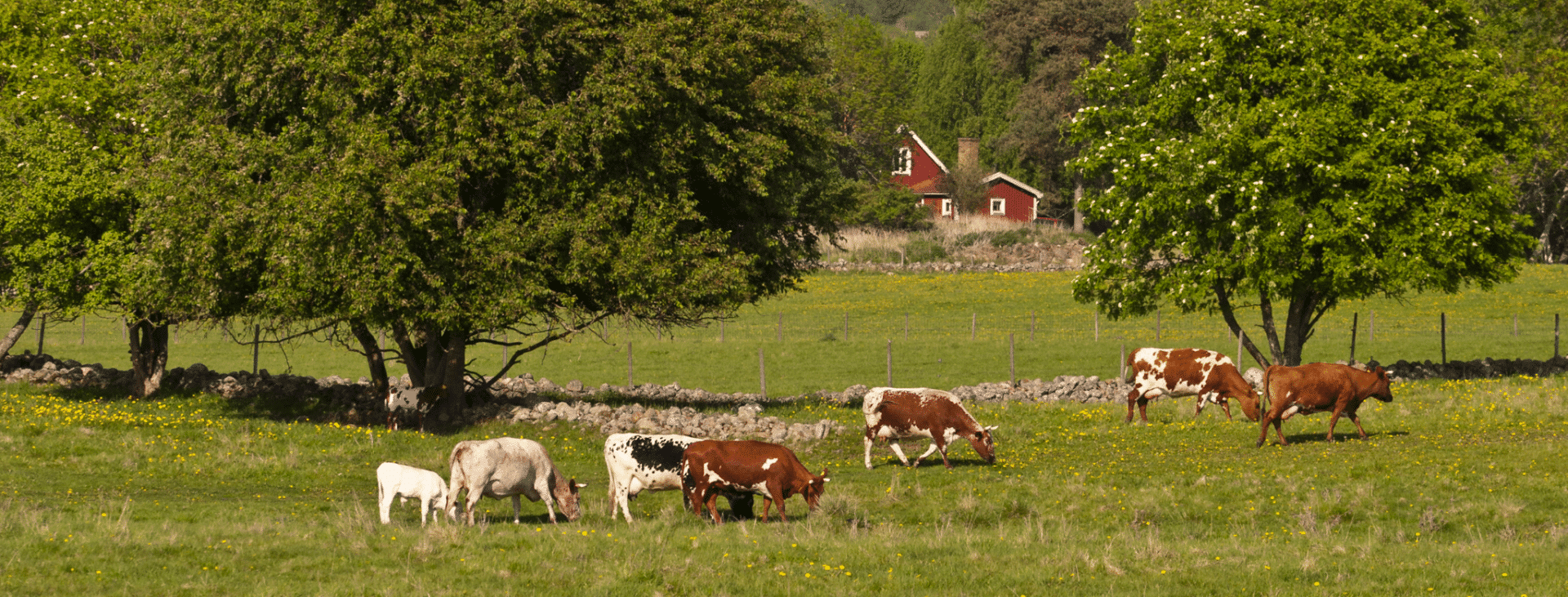 Several Cows Grazing in a Field