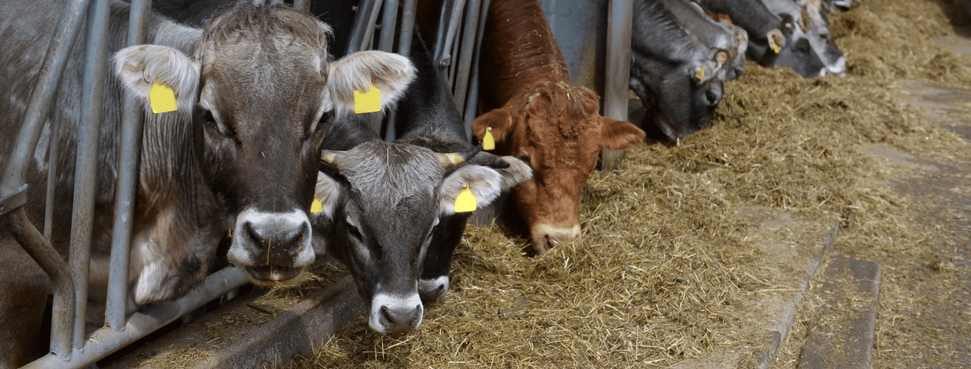 Feeding Cows at Night