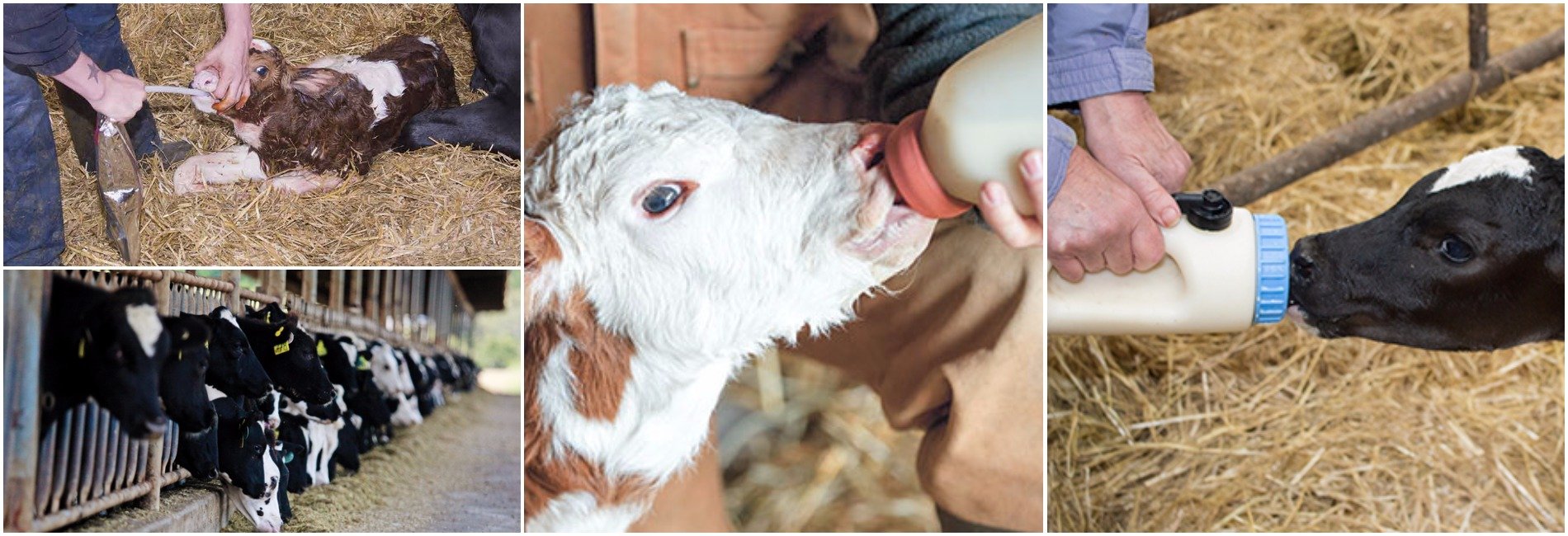 Feeding Calves Montage