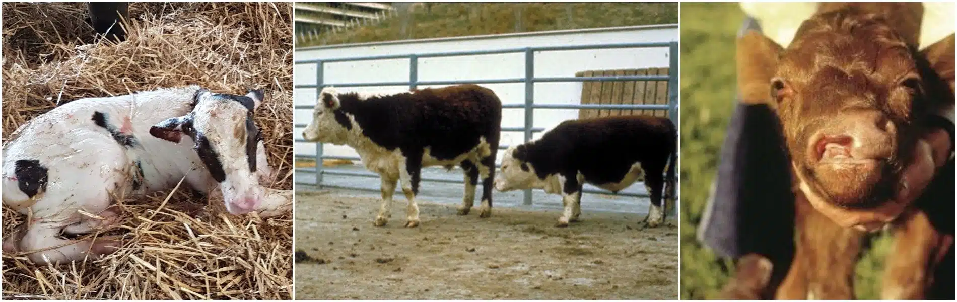 Common Birth Defects in Calves; Dwarfism, Taillessness And More