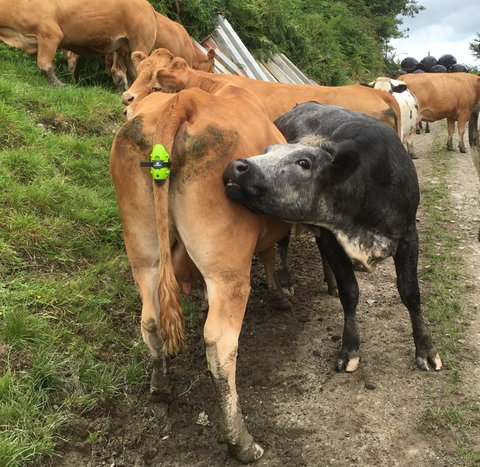 cow-sniffed-for-heat-with-moocall-sensor