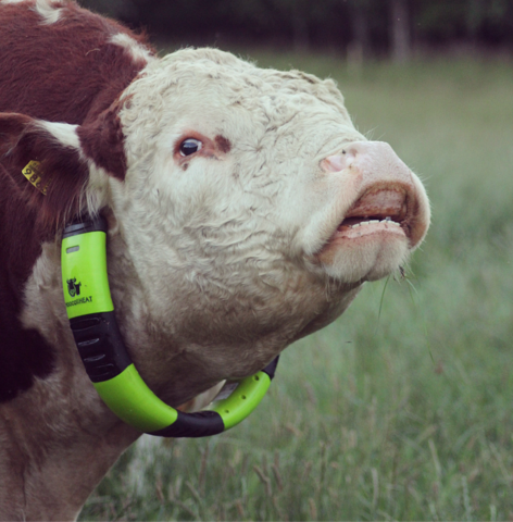 Hereford bull wearing moocall heat collar for heat detection